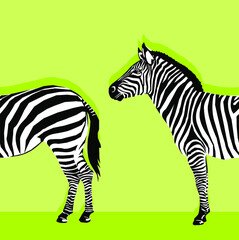 zebra animal with black and white stripes, vector illustration