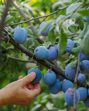 Woman gardener collects plum