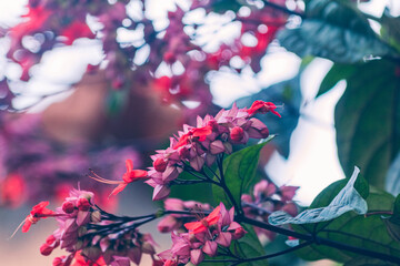Flamboyanzinho / Caesalpinia pulcherrima