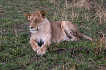 Fototapeta na wymiar Portrait of a Wild Lion in the Serengeti Tanzania