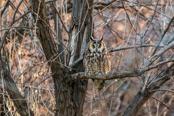 A wild Long-eared Owl perched on a branch in a Woodland setting at dusk, looking intently at the viewer.
