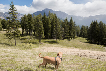 dog in the nature with mountains
