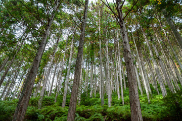 Obraz premium 植林の森