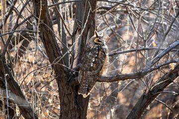 A Long-eared Owl resting on a branch with its backside feathers in view, blending in well and camouflaged in a wooded habitat.