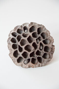 Lotus pods