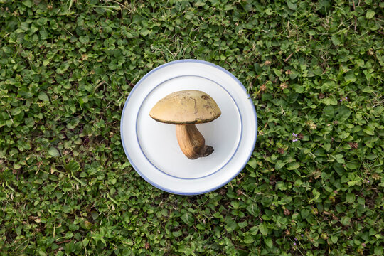yellow mushroom on plate