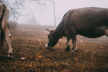 cow in the fog