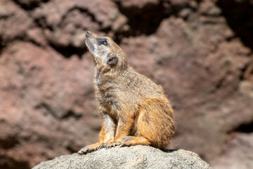 Meerkat Sentinel on Lookout Rock