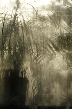 Tropical palm plants in greenhouse nature