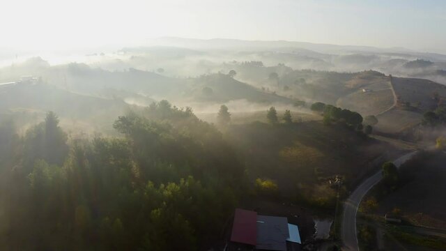 fogy misty morning in the forest
