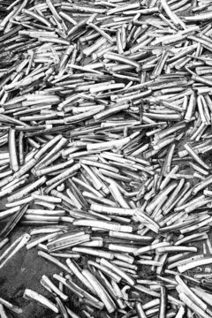 Razor clam shells on the sand of a beach