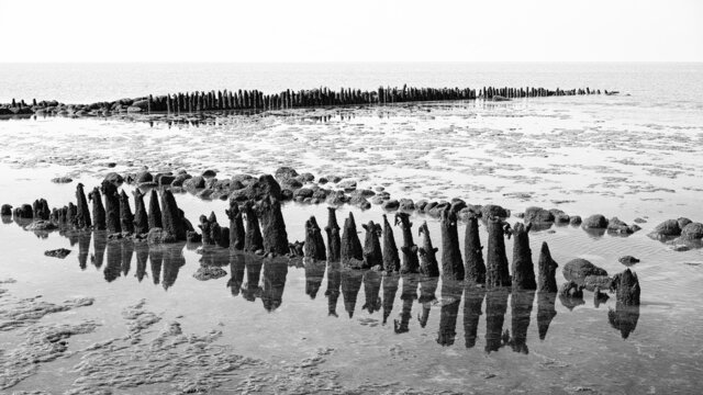 Wadden sea in The Netherlands, with old breakwater poles