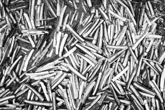 Razor shells on a beach in black and white