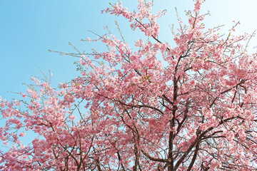 桜の花