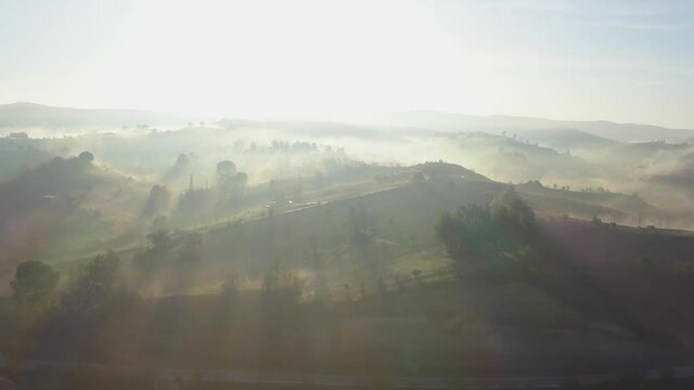fogy misty morning in the forest