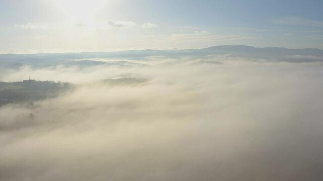 fogy misty morning in the forest