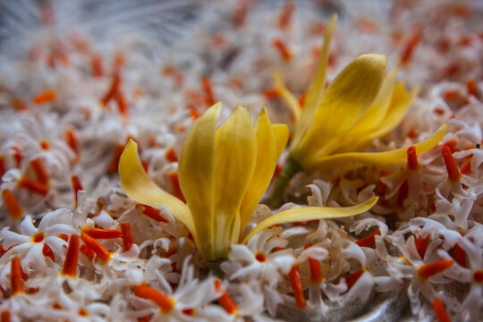 Chafa flowers with Parijat flowers on the floor.