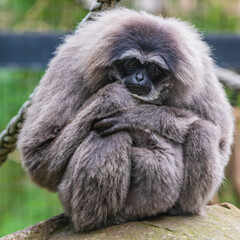 Silvery Gibbon Mother and Baby tucked up in front