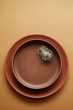 Plate and air plant