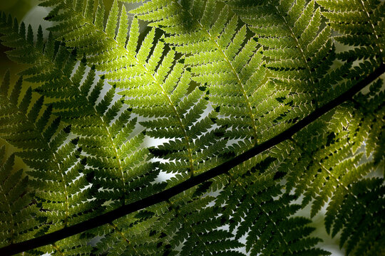 Green fern leaf detail