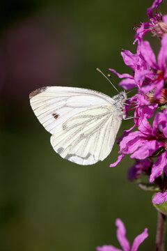 green-veined white (Pieris napi)  butterfly