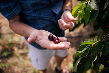 A mature man in his cherry orchard.
