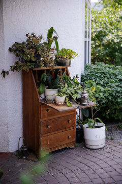A bunch of plants frowing outside on an old piece of furniture.