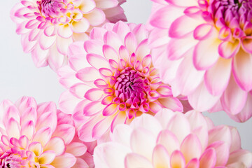 Closeup Dahlia floral bouquet