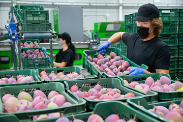Diligent glad man worker in mask and gloves working with fresh tropical mango during packaging at...