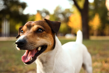 Naklejka na ściany i meble Cute Jack Russel terrier in park, closeup