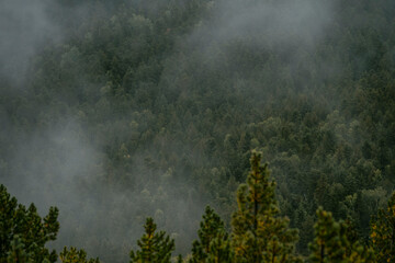 Misty trees