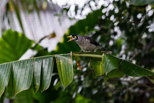 squawking bird
