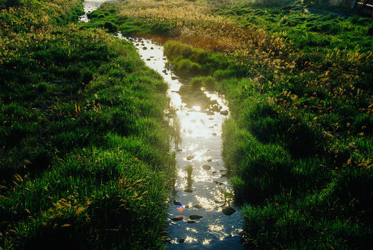 A sparkling river among the weeds