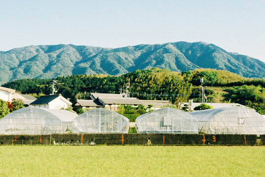 Four Kagawa Greenhouses 