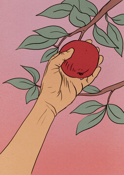Picking apple from a tree