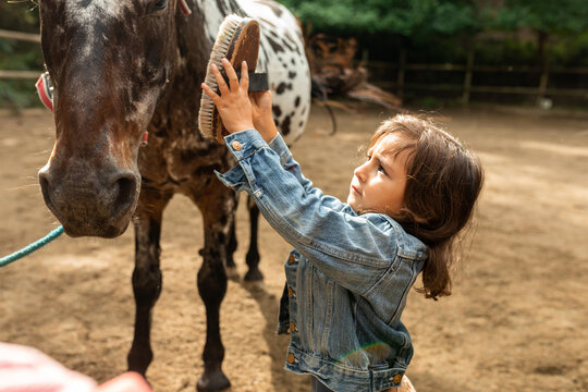 Naklejki Little girl brushing horse
