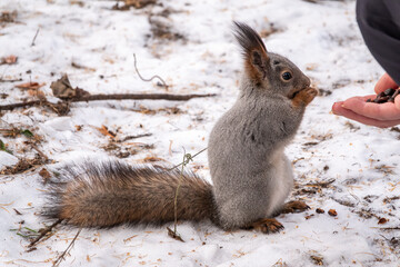 Squirrel eats nuts from a man's hand. Caring for animals in winter or autumn.