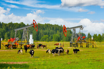 Oil rocking chair. A herd of cows grazing in a meadow between two oil pumps