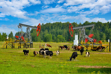 Oil production in Russia. A herd of cows grazing in a meadow between two oil pumps