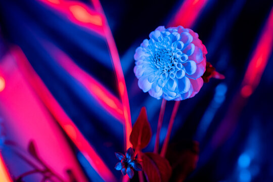 Blue And Magenta Flower In The Studio.
