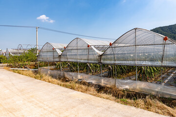 Dragon fruit plantation in the greenhouse