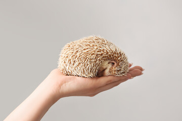 Woman holding cute hedgehog on light background