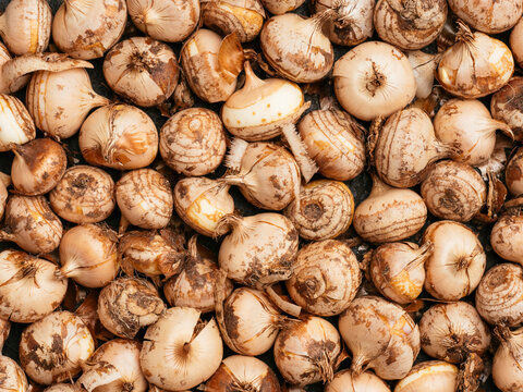 Crocus corms
