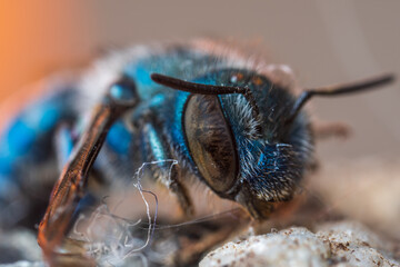blue bee up close