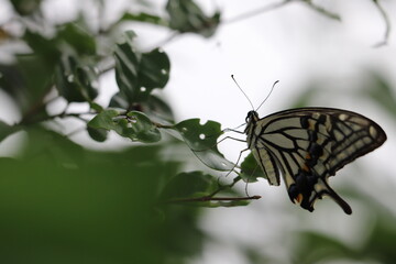秋の庭で木の葉に止まるナミアゲハ