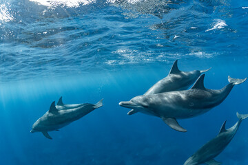 A dolphin swimming in the sunshine