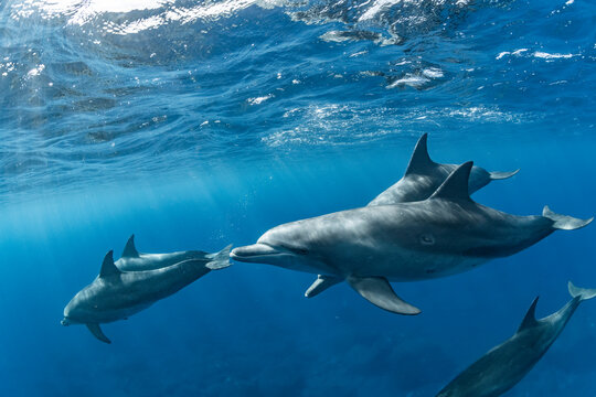 A dolphin swimming in the sunshine