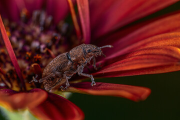weevil on a flower