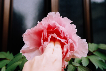 Delicate Touch Landscape