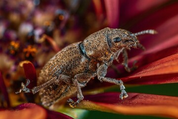 closeup of a weevil on a flower